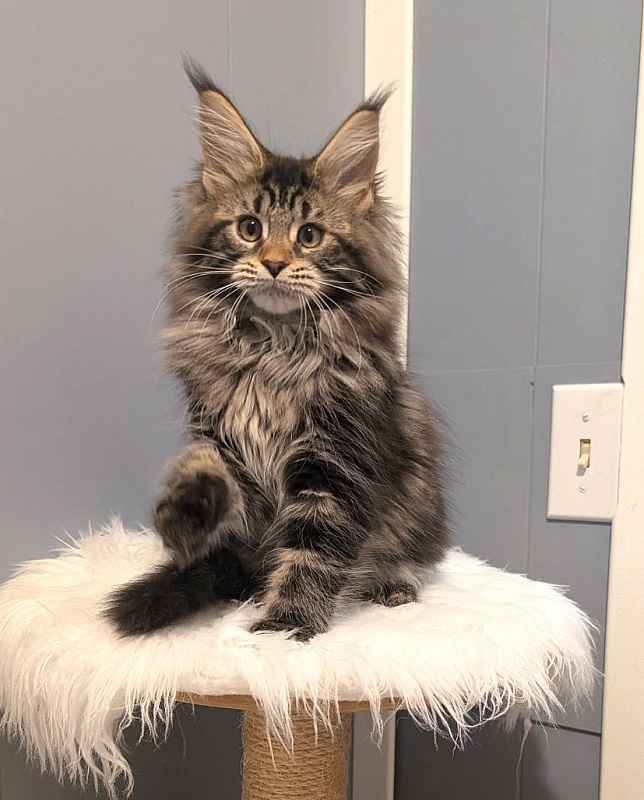 Xaksa Monterini - Kitten maine-coon 2 months 3.5 weeks