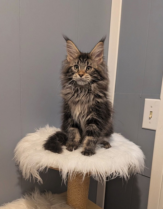 Xaksa Monterini - Kitten maine-coon 2 months 3.5 weeks