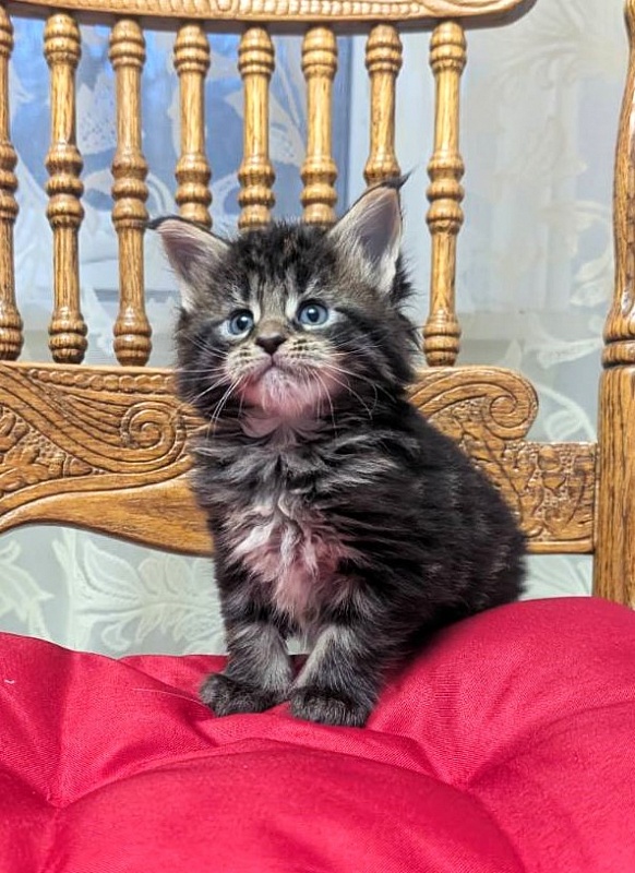 Xaksa Monterini - Kitten maine-coon 1 month