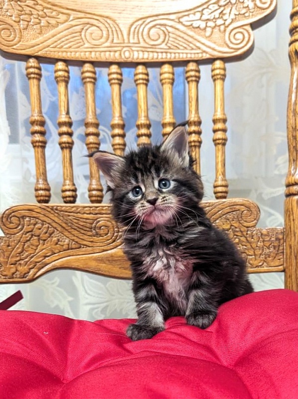 Xaksa Monterini - Kitten maine-coon 1 month