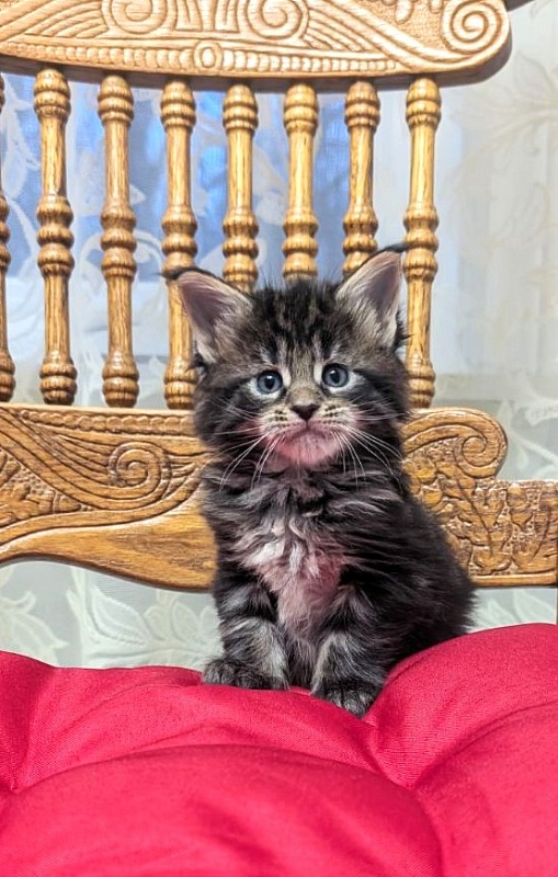 Xaksa Monterini - Kitten maine-coon 1 month
