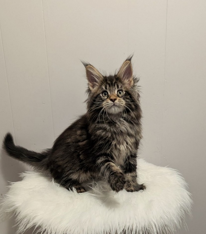 Xaksa Monterini - Kitten maine-coon 2 months