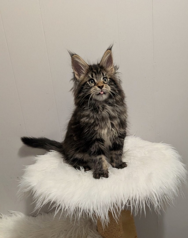 Xaksa Monterini - Kitten maine-coon 2 months