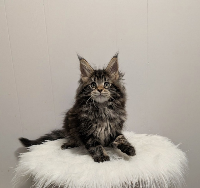 Xaksa Monterini - Kitten maine-coon 2 months