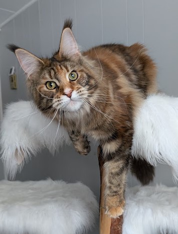 Xstasy Monterini - Adult maine-coon 10 months 1 week