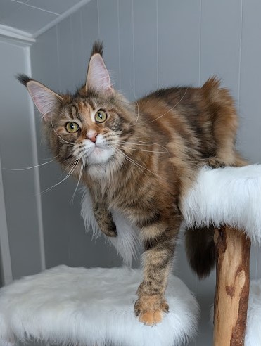 Xstasy Monterini - Adult maine-coon 10 months 1 week