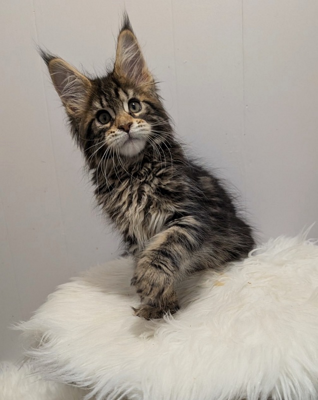 X-file Monterini - Kitten maine-coon 2 months 1 week