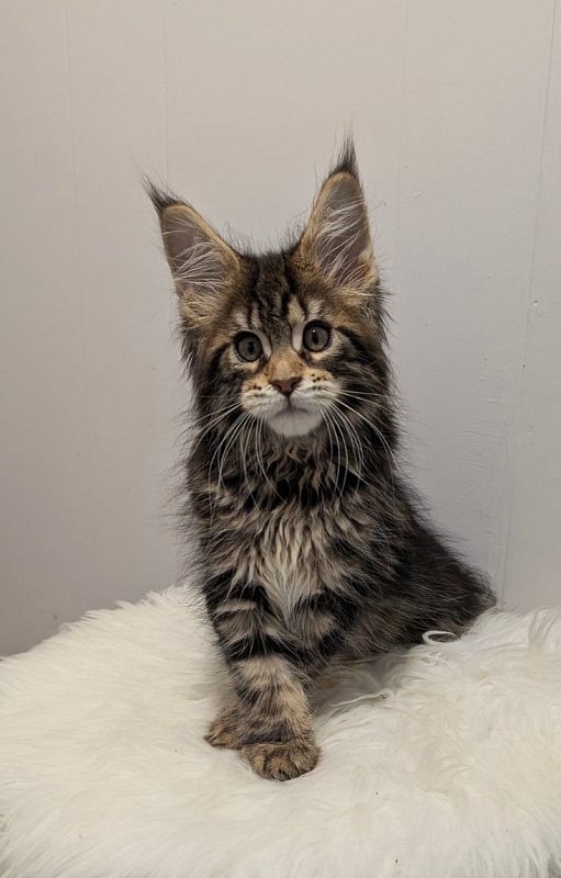 X-file Monterini - Kitten maine-coon 2 months 1 week