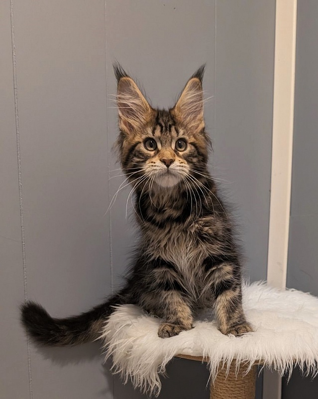 X-file Monterini - Kitten maine-coon 2 months 3.5 weeks