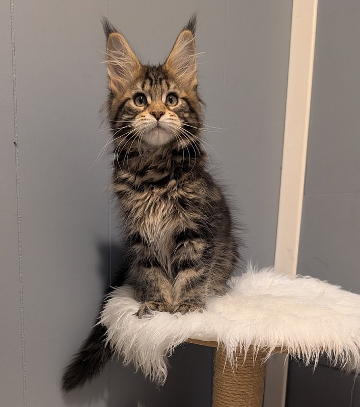 X-file Monterini - Kitten maine-coon 2 months 3.5 weeks