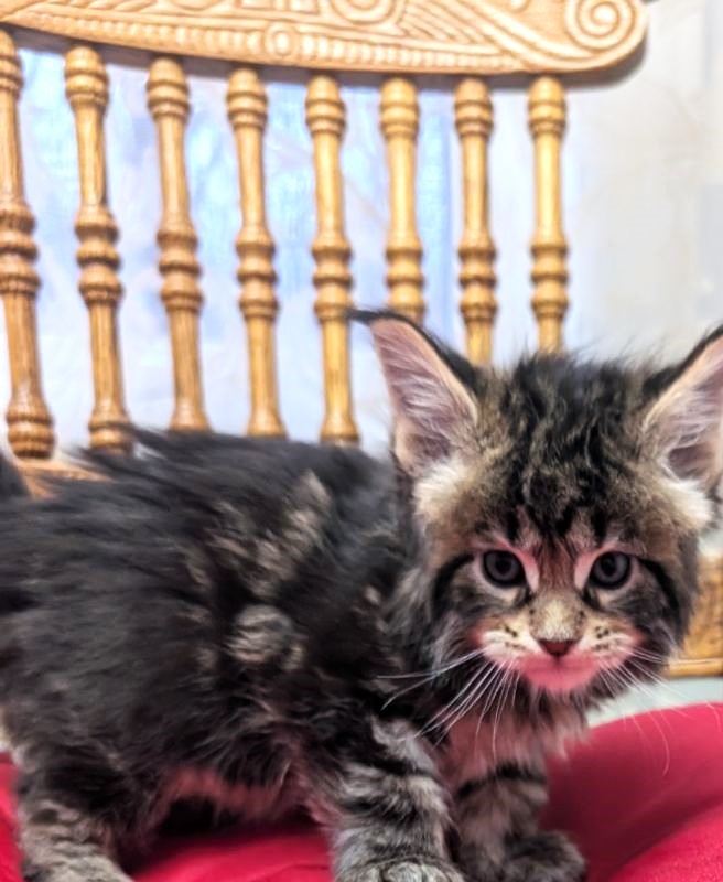 X-file Monterini - Kitten maine-coon 1 month
