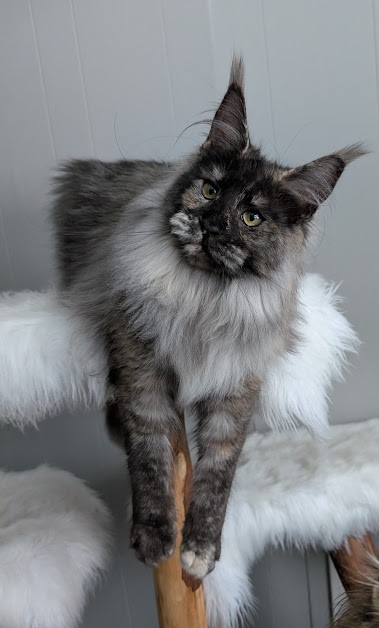 Yara Monterini - Junior maine-coon 8 months 2 weeks