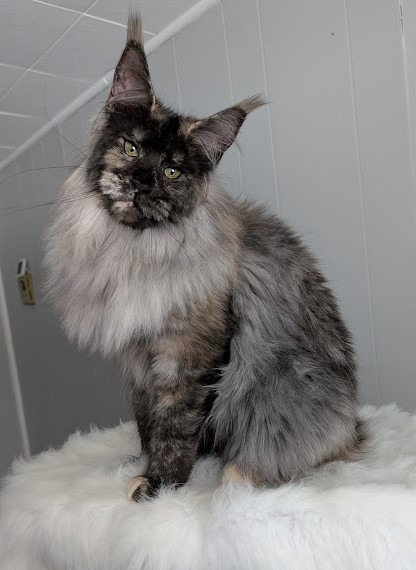 Yara Monterini - Junior maine-coon 8 months 2 weeks