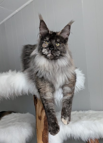 Yara Monterini - Junior maine-coon 8 months 2 weeks