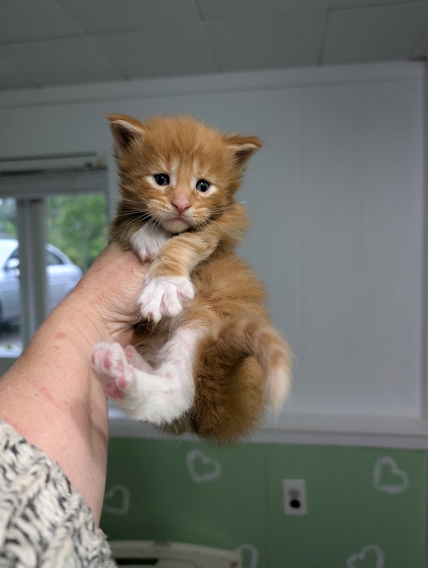 Zoro Monterini - Kitten maine-coon 3.5 weeks