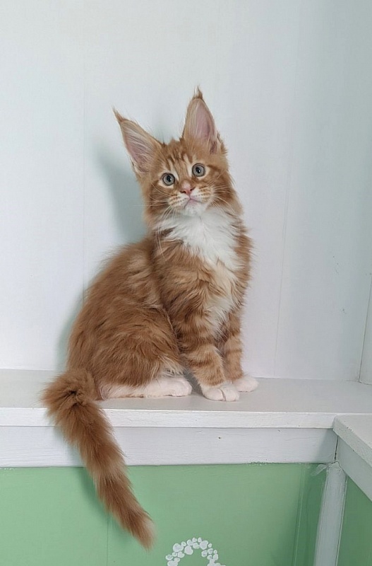 Zoro Monterini - Kitten maine-coon 2 months 3 weeks