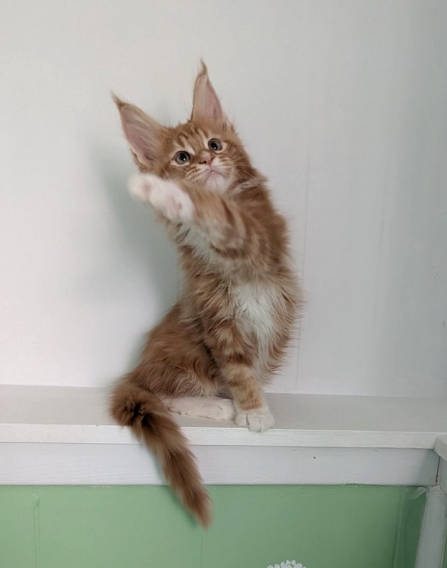 Zoro Monterini - Kitten maine-coon 2 months 3 weeks