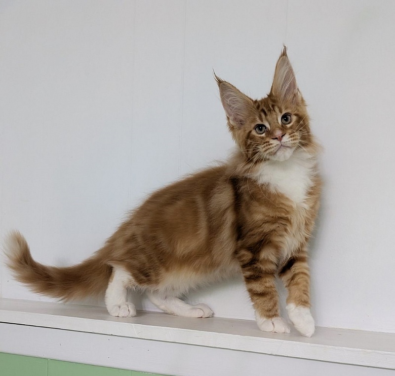 Zoro Monterini - Kitten maine-coon 3 months 2 weeks
