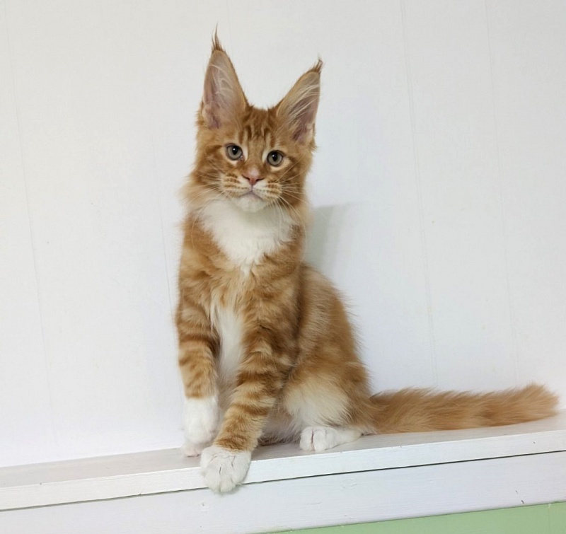 Zoro Monterini - Kitten maine-coon 3 months 2 weeks
