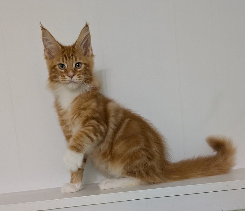 Zoro Monterini - Kitten maine-coon 3 months 2 weeks