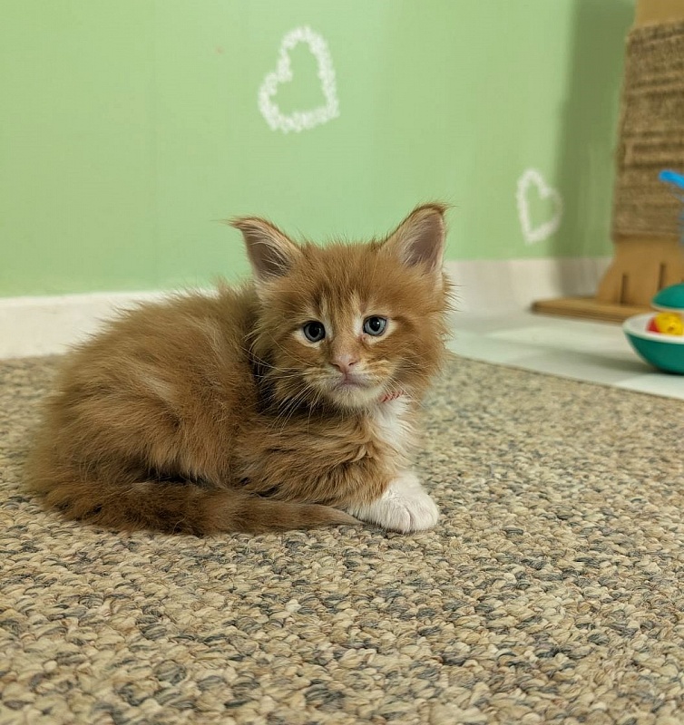 Zoro Monterini - Kitten maine-coon 1 month 1 week