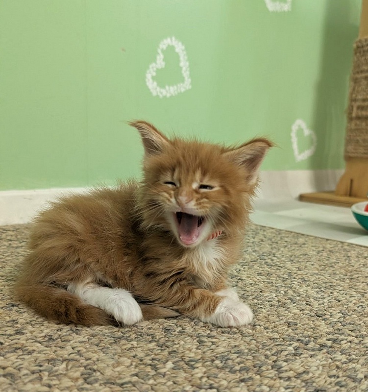 Zoro Monterini - Kitten maine-coon 1 month 1 week