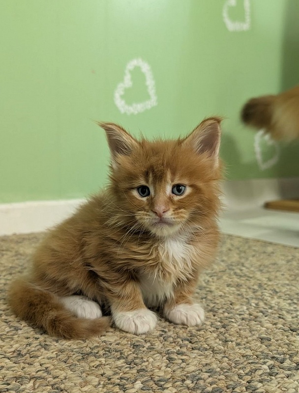 Zoro Monterini - Kitten maine-coon 1 month 1 week