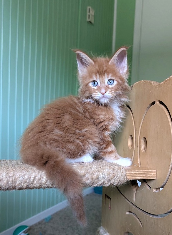Zoro Monterini - Kitten maine-coon 1 month 2.5 weeks
