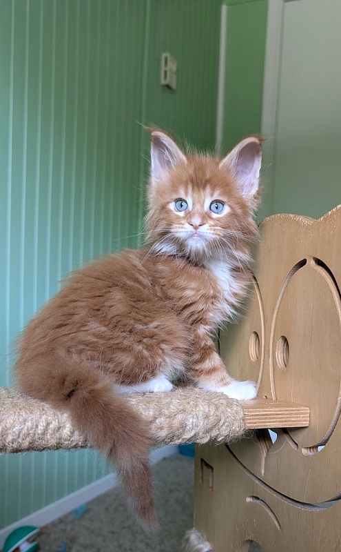 Zoro Monterini - Kitten maine-coon 1 month 2.5 weeks