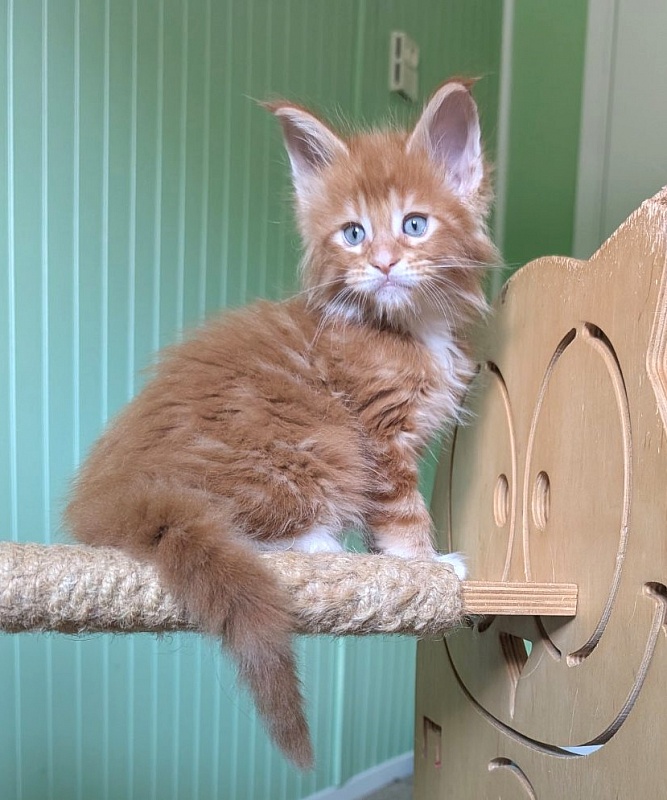 Zoro Monterini - Kitten maine-coon 1 month 2.5 weeks